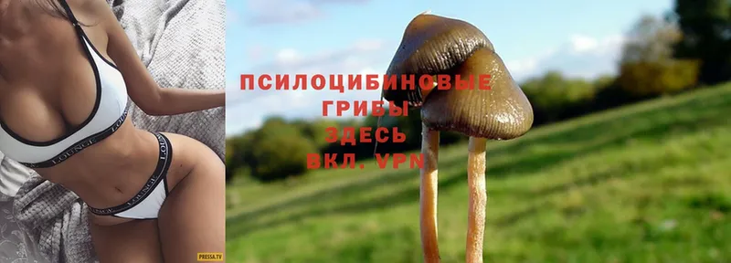 Галлюциногенные грибы Psilocybe  купить наркоту  blacksprut ТОР  Завитинск 